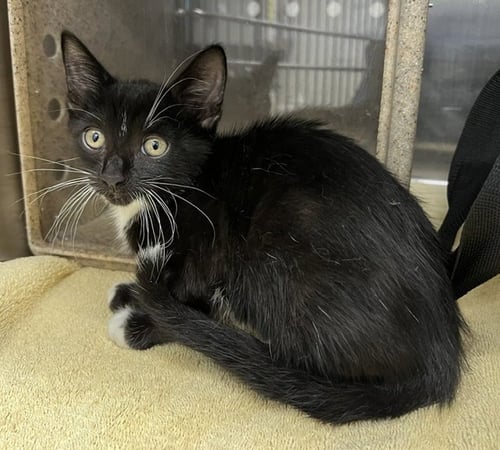 *MERCURY - Domestic Short Hair available for adoption