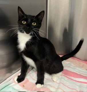*MERCURY - Domestic Short Hair available for adoption