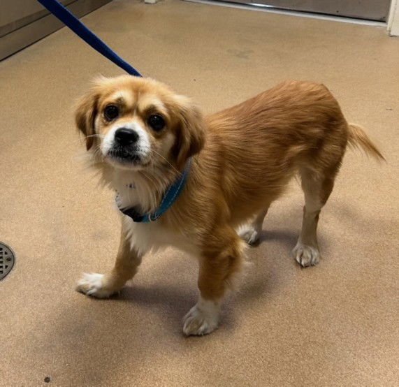 BEN JAMIN - Pekingese available for adoption
