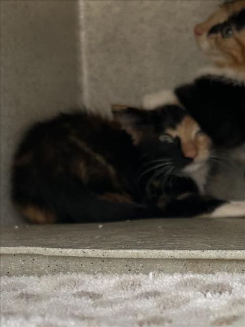 *ALEXANDRITE - Domestic Short Hair available for adoption