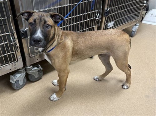 *WHISKEY - German Shepherd Dog available for adoption