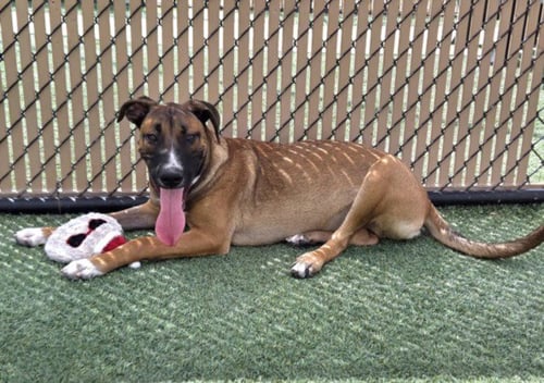 *WHISKEY - German Shepherd Dog available for adoption