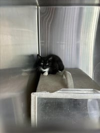 *TUX - Photo 1