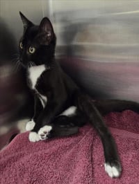 *TUX - Photo 1