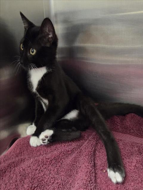 *TUX - Domestic Short Hair available for adoption