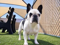 *DOTTIE - Photo 1