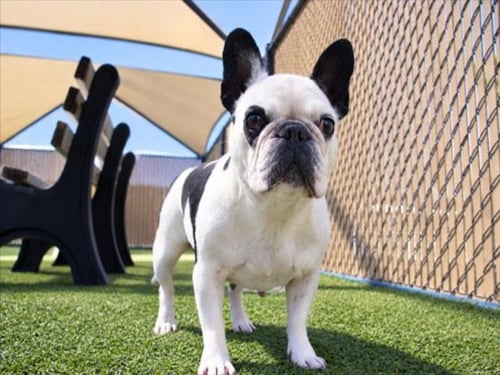 *DOTTIE - French Bulldog available for adoption