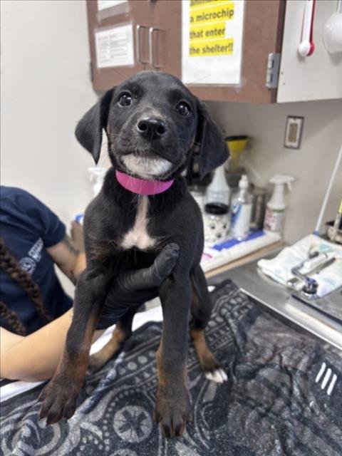 *SILVERBOLT - German Shepherd Dog available for adoption