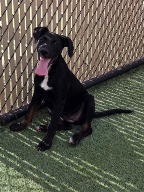 *SILVERBOLT - German Shepherd Dog available for adoption