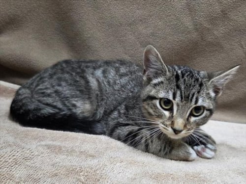 *STEVEN - Domestic Short Hair available for adoption