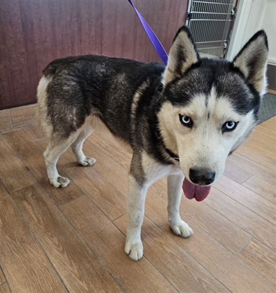 *RILEY - Siberian Husky available for adoption