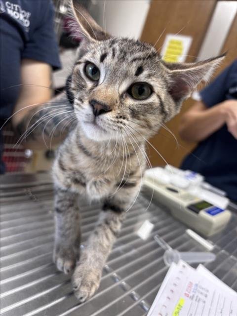 *DANNY - Domestic Short Hair available for adoption