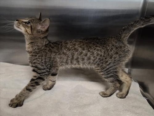 *DANNY - Domestic Short Hair available for adoption