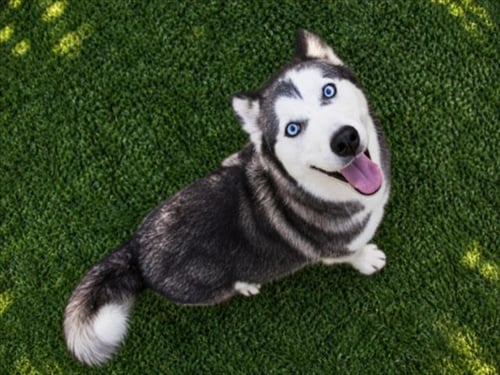 *PARKER - Siberian Husky available for adoption