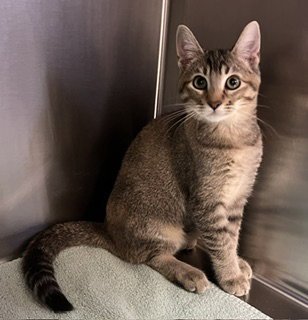*APHRODITE - Domestic Short Hair available for adoption