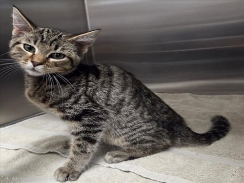 *GERRY - Domestic Short Hair available for adoption