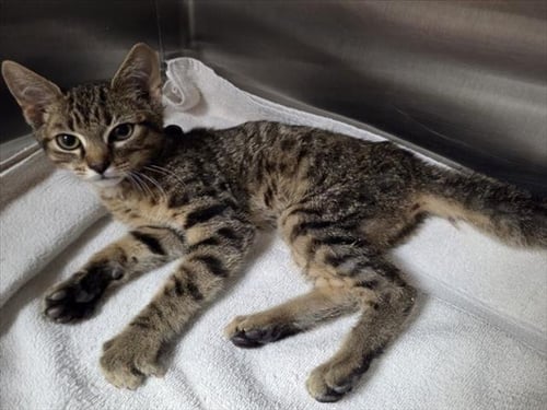 *FRED - Domestic Short Hair available for adoption