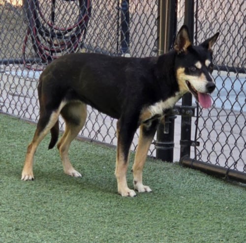 *LISA - Australian Cattle Dog/Blue Heeler available for adoption