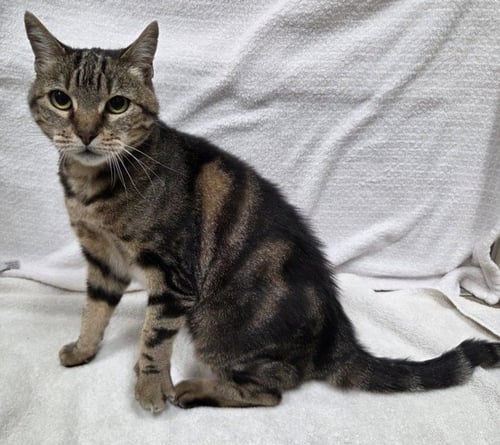 *GALADRIEL - Domestic Short Hair available for adoption
