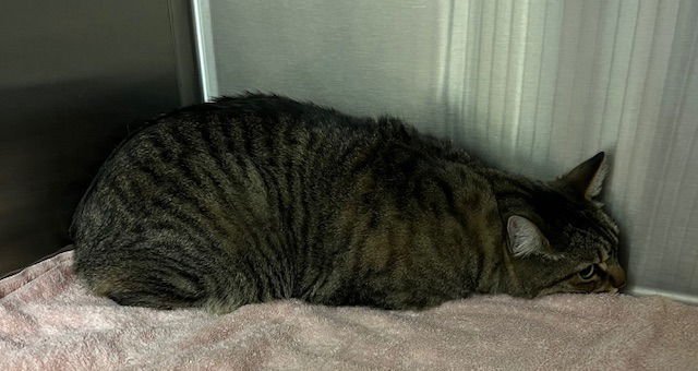 ATREUS - Domestic Long Hair available for adoption