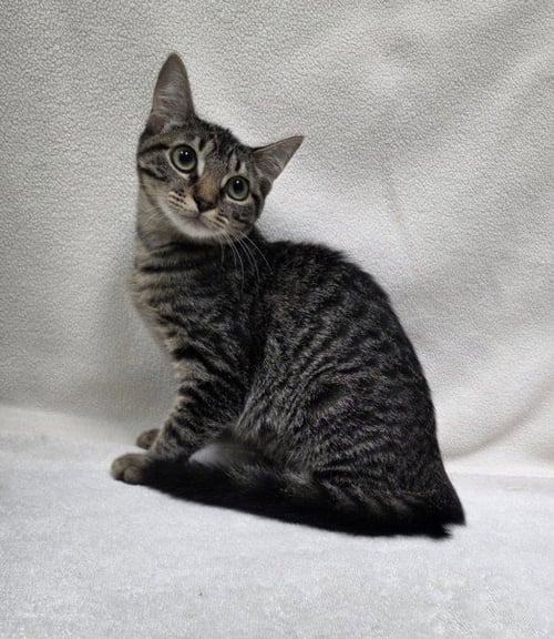 *MARIAH - Domestic Short Hair available for adoption