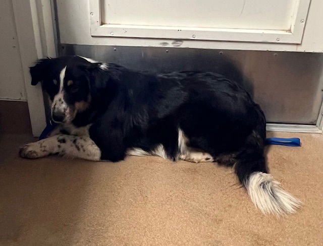 DAISY - Australian Shepherd available for adoption