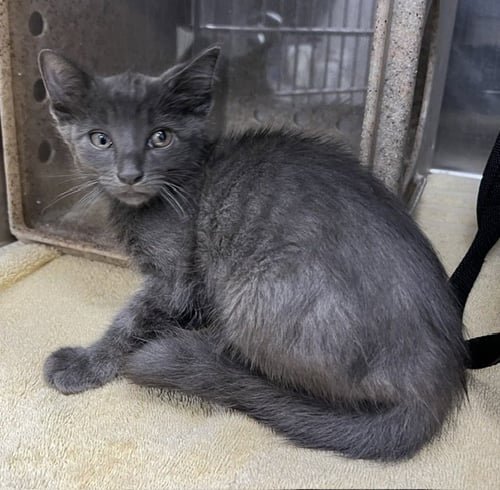 *MARS - Domestic Short Hair available for adoption