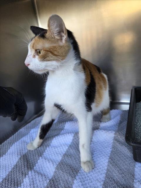 *POSIE - Domestic Short Hair available for adoption