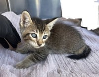 *ARES - Photo 1
