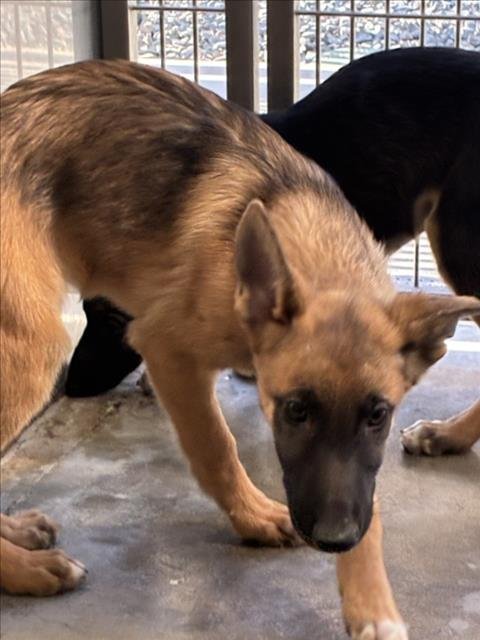 *GNOME - German Shepherd Dog available for adoption