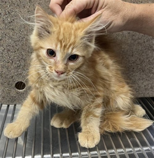 *GIBBS - Domestic Short Hair available for adoption
