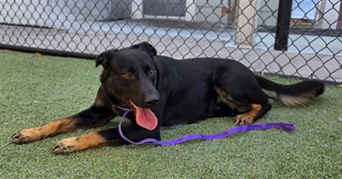 *DUKE - German Shepherd Dog available for adoption