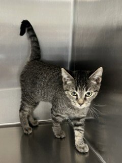 *MAUI - Domestic Short Hair available for adoption