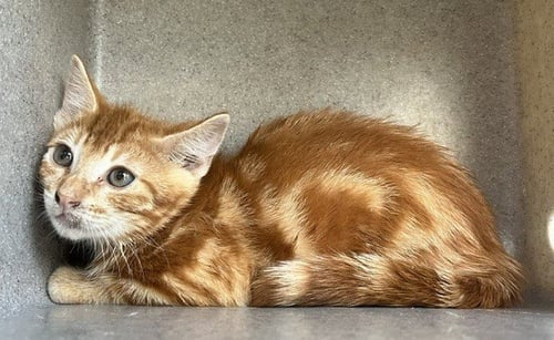 *COREY - Domestic Short Hair available for adoption
