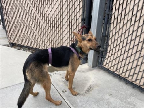 LOLA - Australian Cattle Dog/Blue Heeler available for adoption