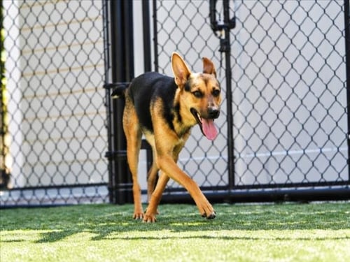 LOLA - Australian Cattle Dog/Blue Heeler available for adoption