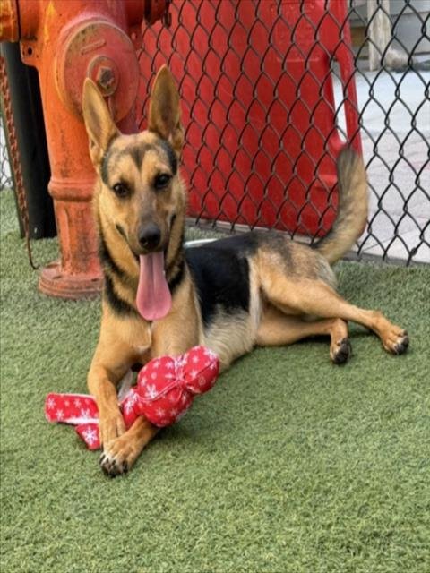 LOLA - Australian Cattle Dog/Blue Heeler available for adoption