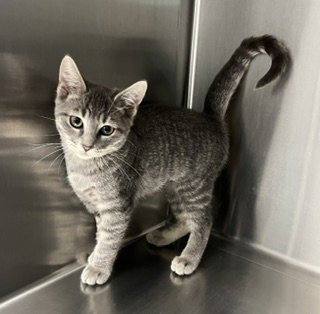 *SIMEA - Domestic Short Hair available for adoption