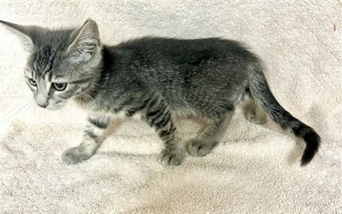 *SIMEA - Domestic Short Hair available for adoption