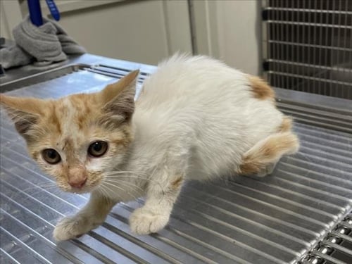 *DOORLEY - Domestic Short Hair available for adoption