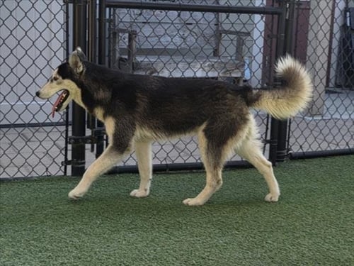 *AVERY - Siberian Husky available for adoption