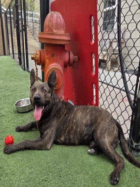 *MEADOW - Dutch Shepherd / Queensland Heeler available for adoption