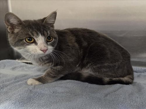 *PRINCE ADAM - Domestic Short Hair available for adoption