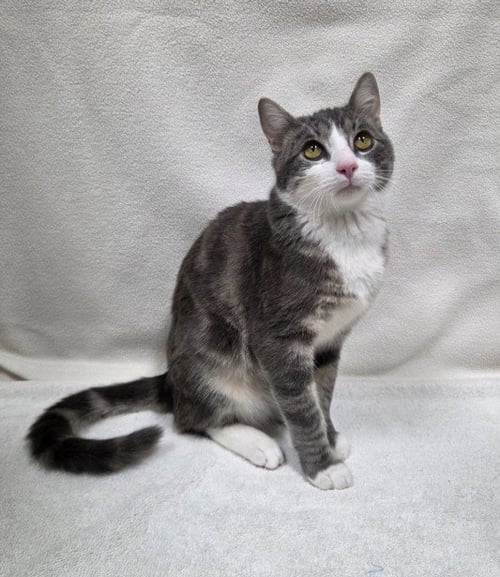 *PRINCE ADAM - Domestic Short Hair available for adoption