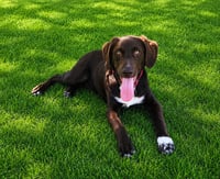 Romeo - Photo 1