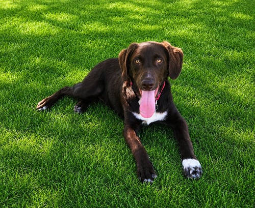 ROMEO - Labrador Retriever for adoption in Fresno