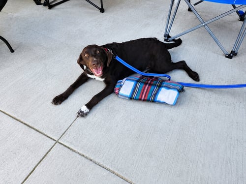 ROMEO - Labrador Retriever available for adoption