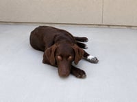 Romeo - Photo 3