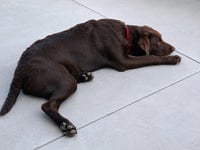 Romeo - Photo 4