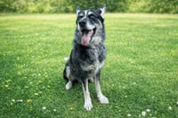 Rex - Photo 4